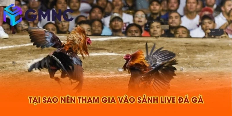 Tại sao nên tham gia vào sảnh live đá gà